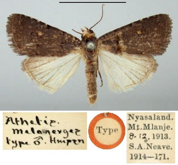 /filer/webapps/moths/media/images/M/melanerges_Athetis_ST_BMNH.jpg