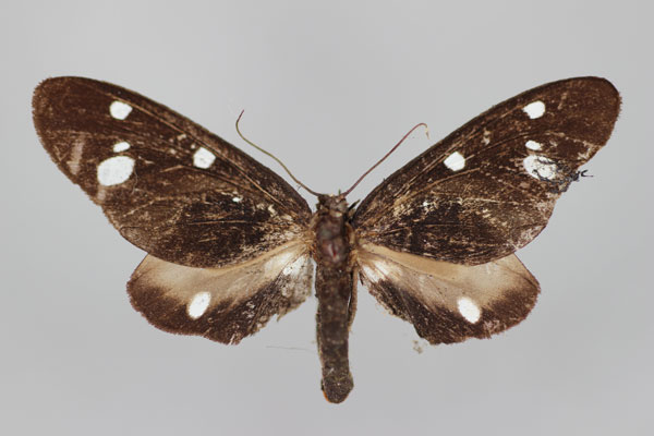/filer/webapps/moths/media/images/M/melania_Tritonaclia_HT_BMNH.jpg