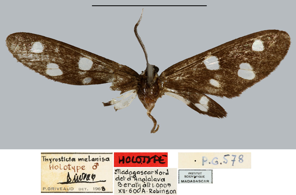 /filer/webapps/moths/media/images/M/melanisa_Thyrosticta_HT_MNHN.jpg