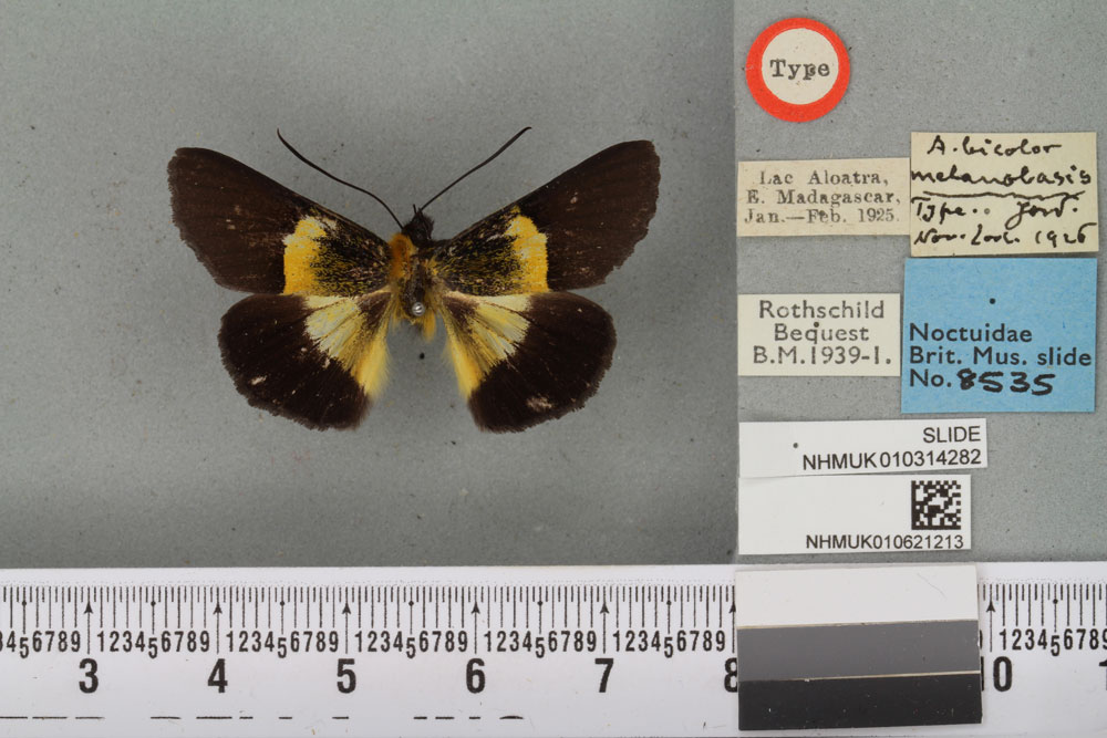 /filer/webapps/moths/media/images/M/melanobasis_Arrothia_HT_BMNHa.jpg