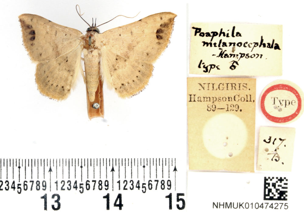 /filer/webapps/moths/media/images/M/melanocephala_Poaphila_HT_BMNH.jpg