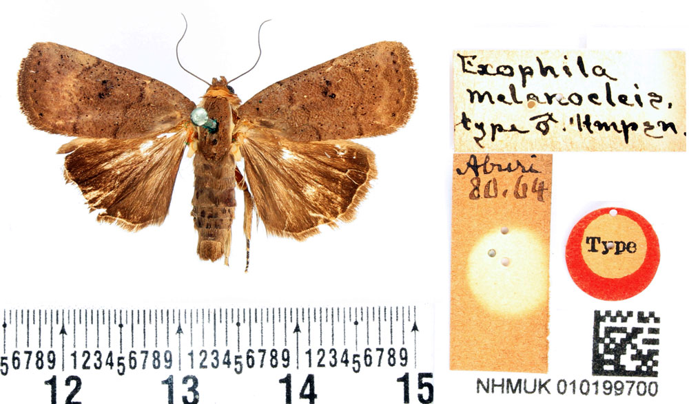 /filer/webapps/moths/media/images/M/melanocleis_Exophyla_HT_BMNH.jpg