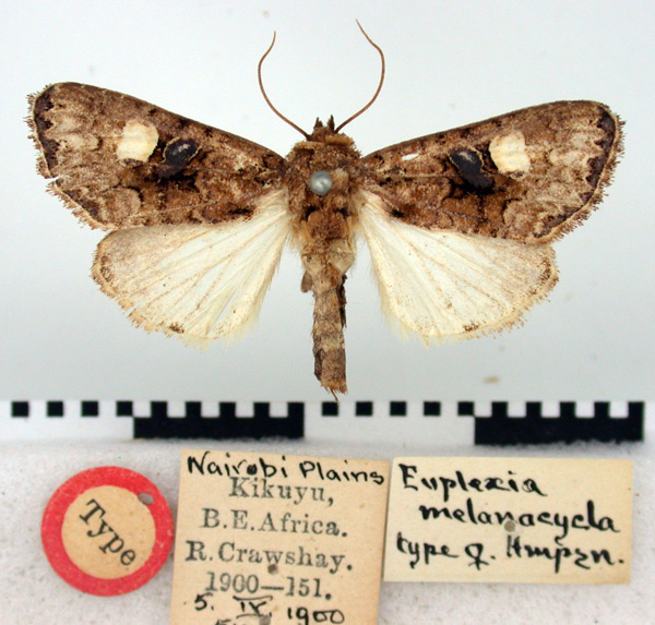 /filer/webapps/moths/media/images/M/melanocycla_Euplexia_HT_BMNH.jpg