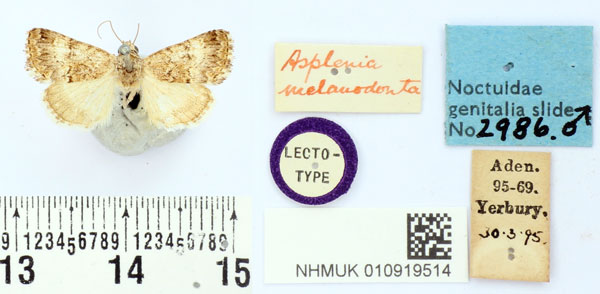 /filer/webapps/moths/media/images/M/melanodonta_Asplenia_LT_BMNH.jpg