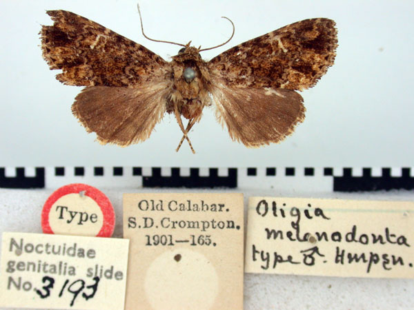 /filer/webapps/moths/media/images/M/melanodonta_Oligia_HT_BMNH.jpg