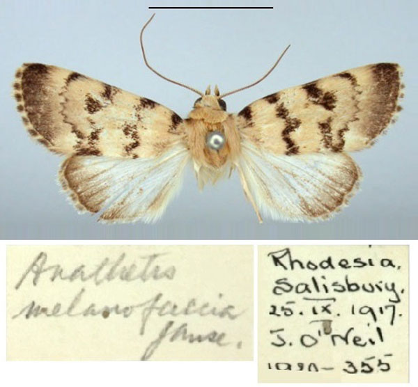/filer/webapps/moths/media/images/M/melanofascia_Anathetis_PT_BMNH.jpg