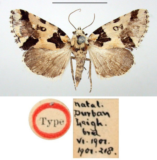 /filer/webapps/moths/media/images/M/melanoleuca_Bryophila_HT_BMNH.jpg