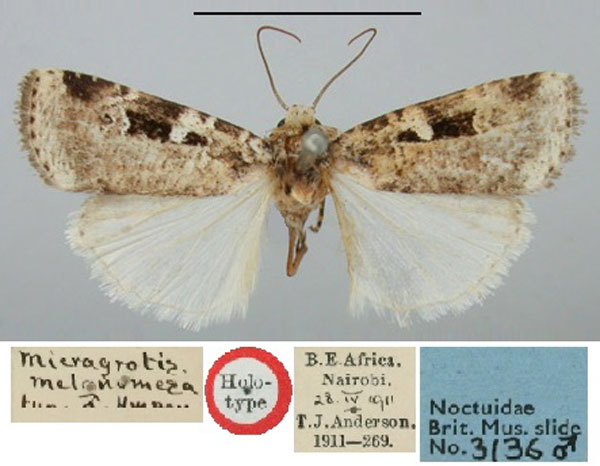 /filer/webapps/moths/media/images/M/melanomesa_Micragrotis_HT_BMNH.jpg