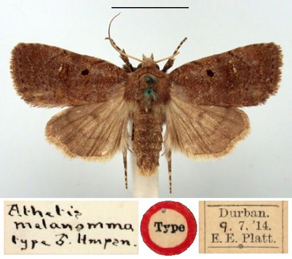 /filer/webapps/moths/media/images/M/melanomma_Athetis_HT_BMNH.jpg