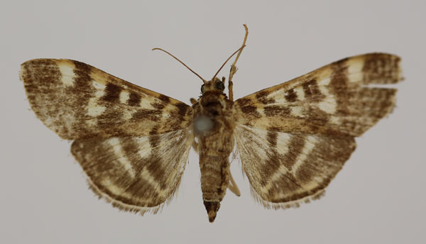 /filer/webapps/moths/media/images/M/melanomma_Syllepte_HT_BMNH.jpg