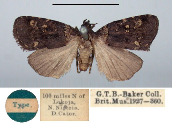 /filer/webapps/moths/media/images/M/melanopa_Ethiopica_HT_BMNH.jpg