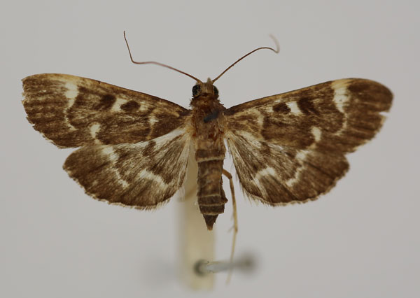 /filer/webapps/moths/media/images/M/melanopalis_Syllepte_HT_BMNH.jpg