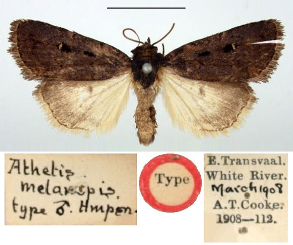 /filer/webapps/moths/media/images/M/melanopis_Athetis_HT_BMNH.jpg
