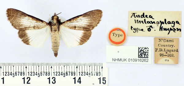 /filer/webapps/moths/media/images/M/melanoplaga_Audea_HT_BMNH.jpg