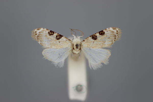 /filer/webapps/moths/media/images/M/melanoscelis_Nola_HT_BMNH.jpg