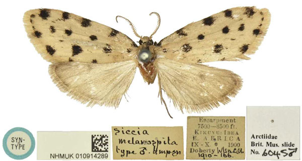 /filer/webapps/moths/media/images/M/melanospila_Siccia_LT_BMNH.jpg