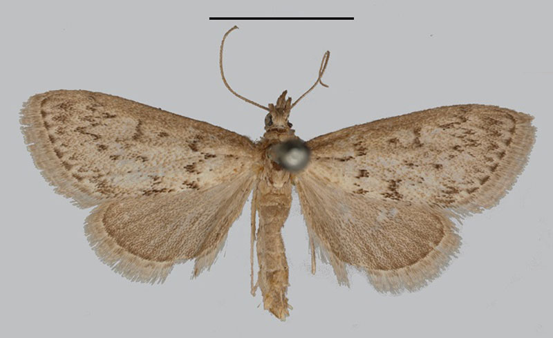 /filer/webapps/moths/media/images/M/melanostictalis_Pionea_LT_BMNH.jpg