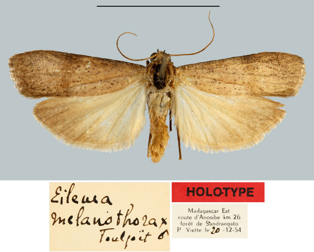 /filer/webapps/moths/media/images/M/melanothorax_Eilema_HT_MNHN.jpg