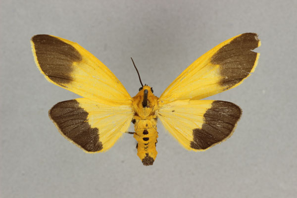 /filer/webapps/moths/media/images/M/melanoxantha_Estigmene_AF_BMNH.jpg