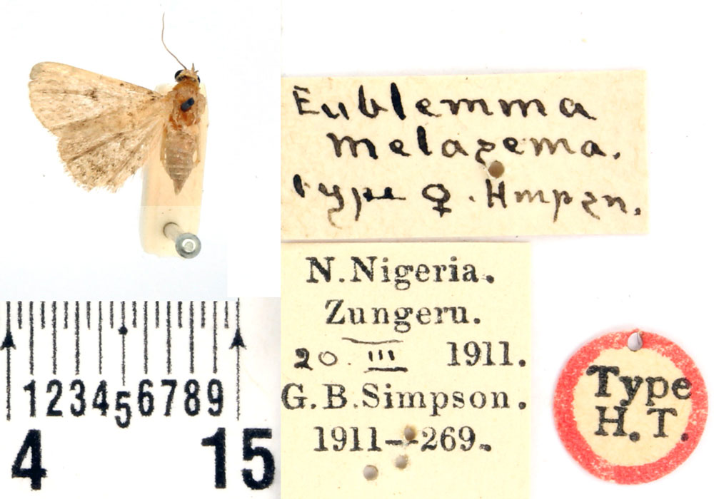 /filer/webapps/moths/media/images/M/melasema_Eublemma_HT_BMNH.jpg