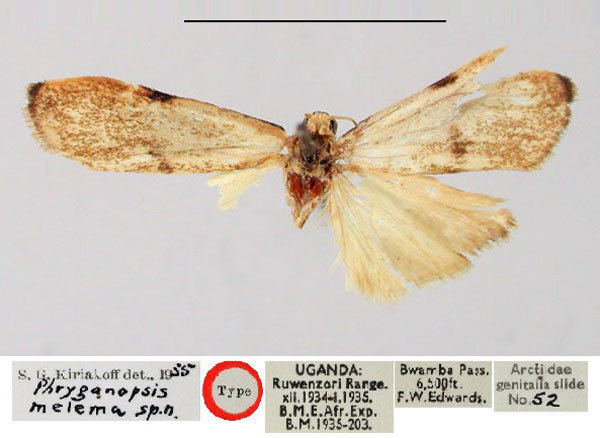 /filer/webapps/moths/media/images/M/melema_Phryganopsis_HT_BMNH.jpg