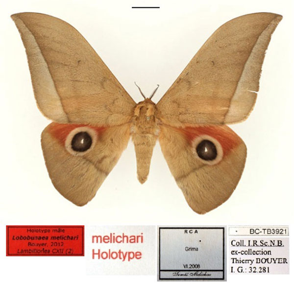 /filer/webapps/moths/media/images/M/melichari_Lobobunaea_HT_RBINS_01.jpg
