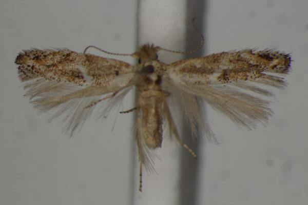 /filer/webapps/moths/media/images/M/melipecta_Bucculatrix_A_BMNH.jpg