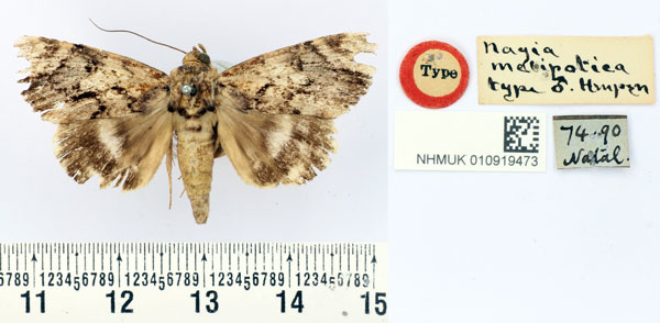 /filer/webapps/moths/media/images/M/melipotica_Nagia_HT_BMNH.jpg