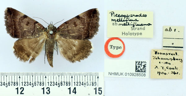 /filer/webapps/moths/media/images/M/mellifluana_Plecopterodes_HT_BMNH.jpg