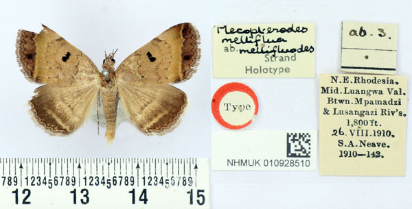 /filer/webapps/moths/media/images/M/mellifluodes_Plecopterodes_HT_BMNH.jpg