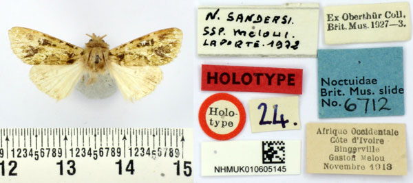 /filer/webapps/moths/media/images/M/meloui_Nyodes_HT_BMNH.jpg