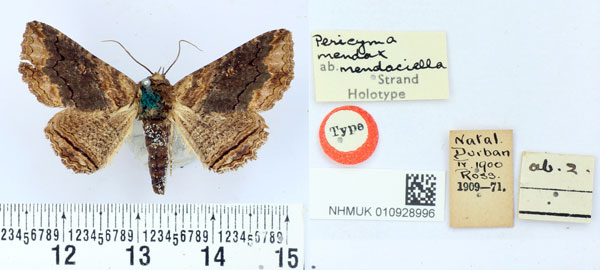 /filer/webapps/moths/media/images/M/mendaciella_Pericyma_HT_BMNH.jpg