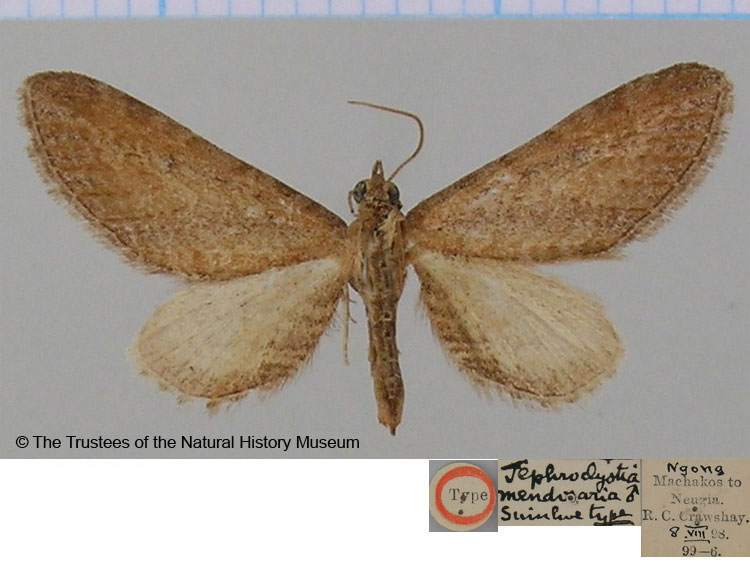 /filer/webapps/moths/media/images/M/mendosaria_Eupithecia_HT_BMNH.jpg
