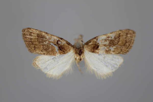 /filer/webapps/moths/media/images/M/meridionalis_Nola_A_BMNH.jpg