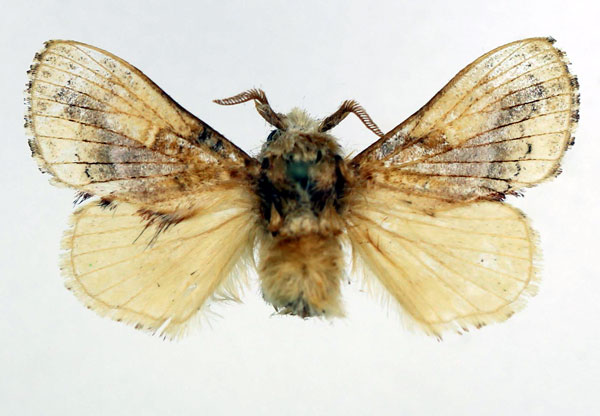 /filer/webapps/moths/media/images/M/meridionalis_Odontocheilopteryx_AM_Basquin.jpg