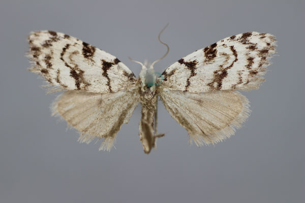 /filer/webapps/moths/media/images/M/mesoleuca_Nola_HT_BMNH.jpg