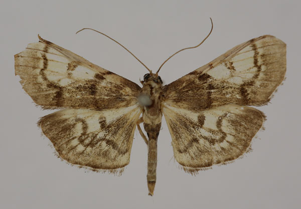 /filer/webapps/moths/media/images/M/mesoleucalis_Syllepte_HT_BMNH.jpg