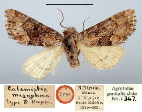 /filer/webapps/moths/media/images/M/mesophaea_Busseola_ST_BMNH.jpg