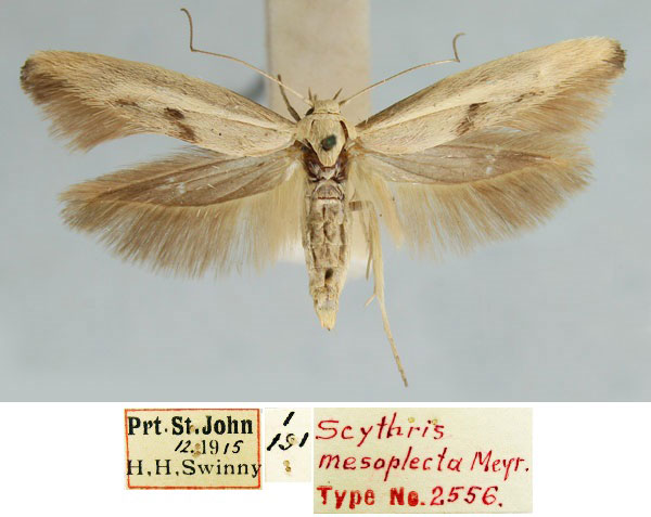 /filer/webapps/moths/media/images/M/mesoplecta_Scythris_HT_TMSA_iqbUWBZ.jpg