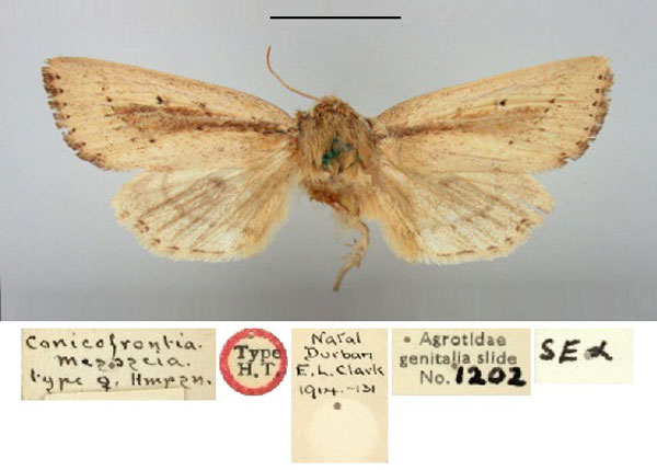 /filer/webapps/moths/media/images/M/mesoscia_Conicofrontia_HT_BMNH.jpg