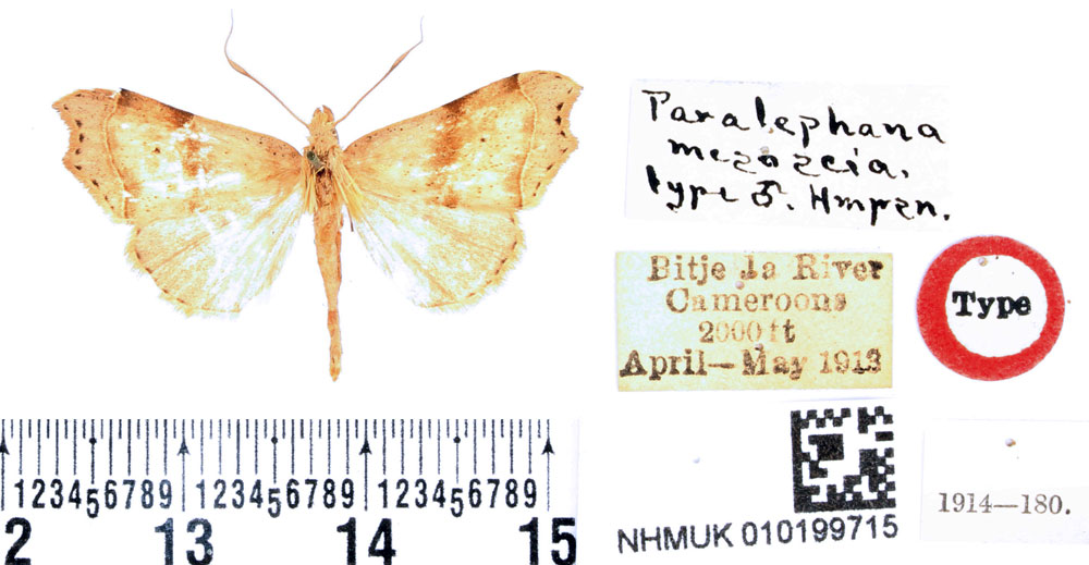 /filer/webapps/moths/media/images/M/mesoscia_Paralephana_HT_BMNH.jpg