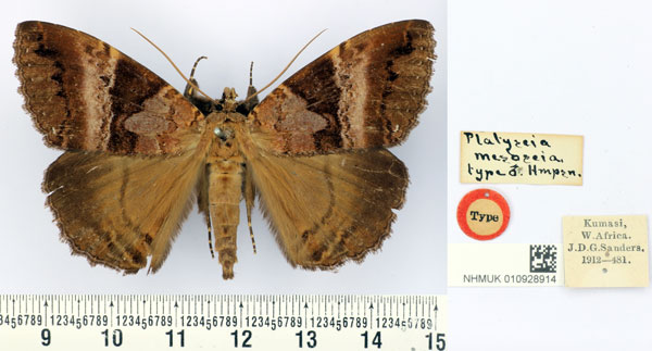 /filer/webapps/moths/media/images/M/mesoscia_Platyscia_HT_BMNH.jpg