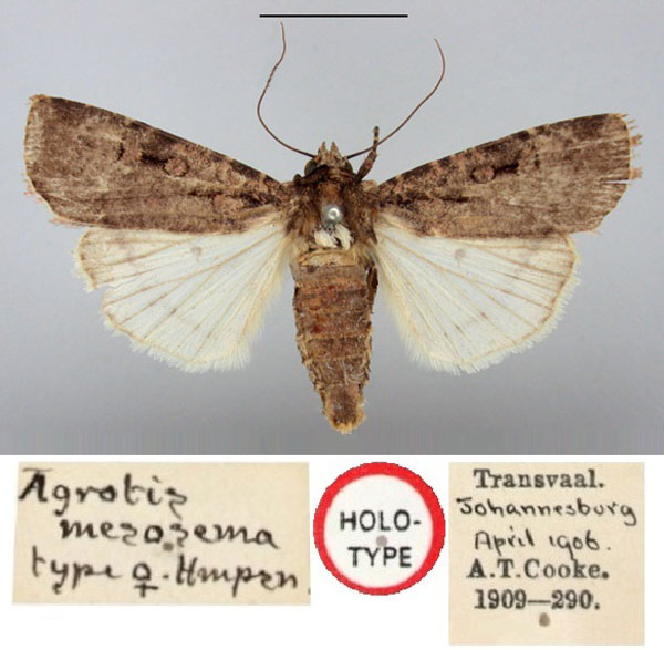 /filer/webapps/moths/media/images/M/mesosema_Agrotis_HT_BMNH.jpg