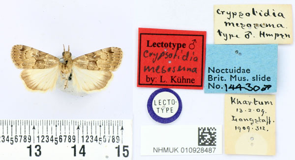 /filer/webapps/moths/media/images/M/mesosema_Crypsotidia_LT_BMNH.jpg