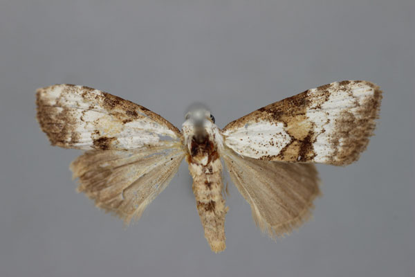 /filer/webapps/moths/media/images/M/mesotherma_Meganola_HT_BMNH.jpg