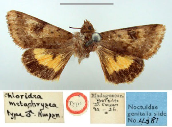 /filer/webapps/moths/media/images/M/metachrisea_Chloridea_HT_BMNH.jpg
