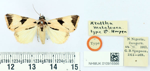 /filer/webapps/moths/media/images/M/metaleuca_Attatha_HT_BMNH.jpg