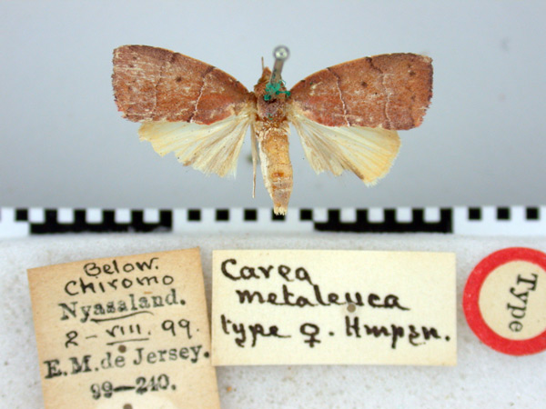 /filer/webapps/moths/media/images/M/metaleuca_Carea_HT_BMNH.jpg
