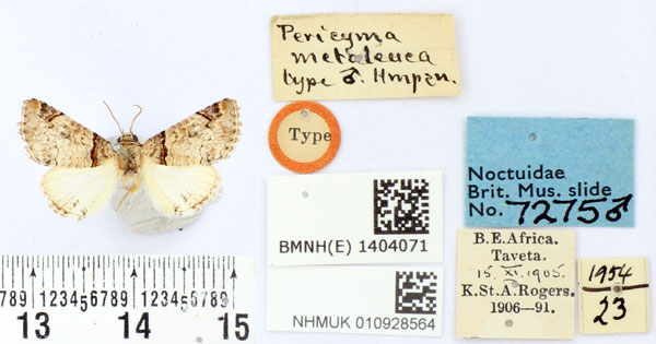 /filer/webapps/moths/media/images/M/metaleuca_Pericyma_HT_BMNH.jpg