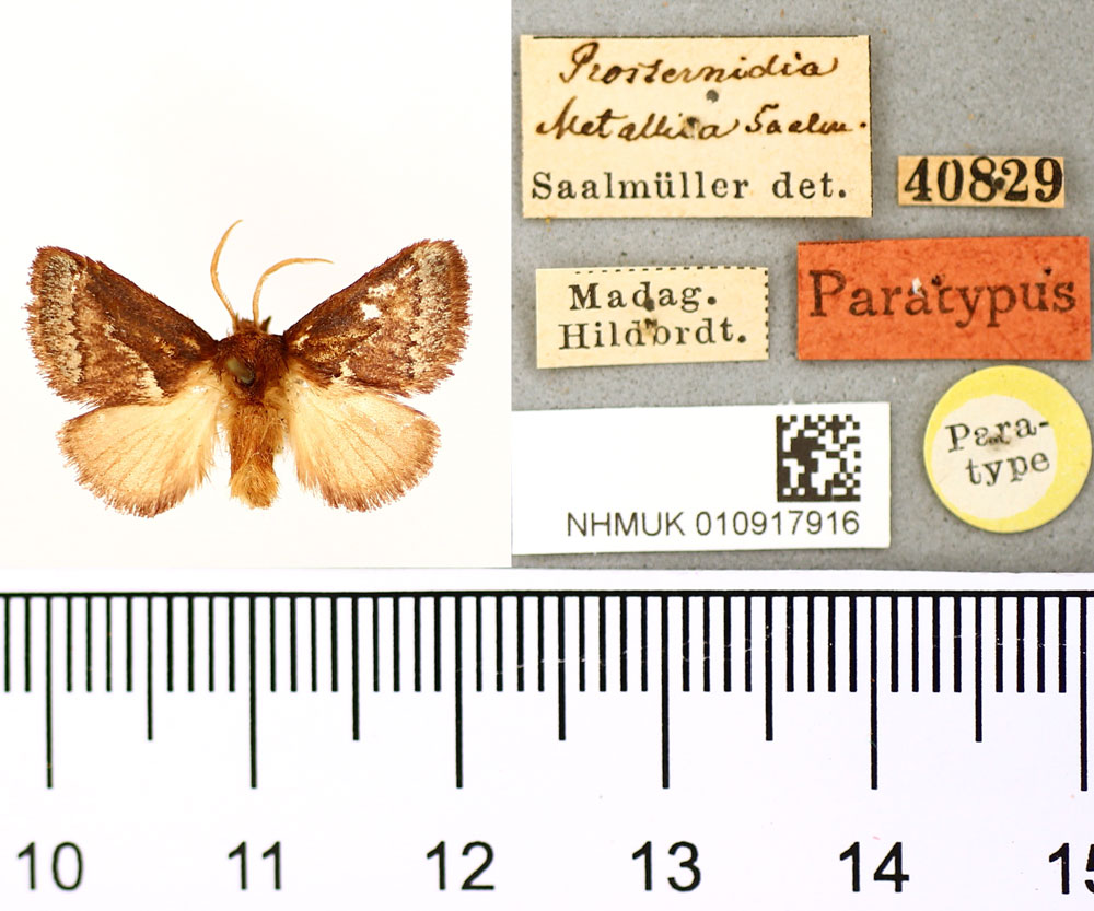 /filer/webapps/moths/media/images/M/metallica_Prosternidia_PLT_BMNH.jpg